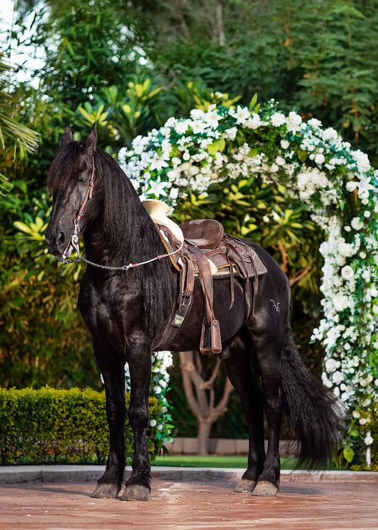 Caballo negro bajo un arco de flores